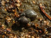 Radix peregra - Wandering Pond Snail