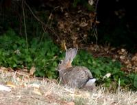 Image of: Oryctolagus cuniculus (European rabbit)