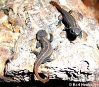 Tylototriton kweichowensis - Kweichow Crocodile Newt