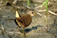 Porzana porzana - Spotted Crake