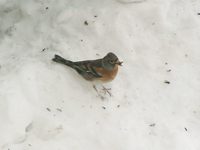 Fringilla montifringilla - Brambling