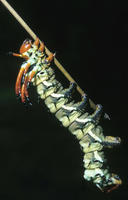 Image of: Citheronia regalis