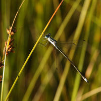 Image of: Lestes