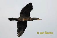 Phalacrocorax fuscicollis - Indian Cormorant