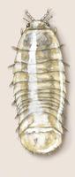 Image of: Limnoria quadripunctata