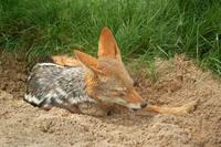 Canis mesomelas - Black-backed Jackal