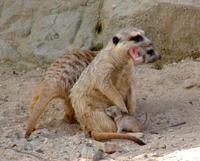 Suricata suricatta - Meerkat