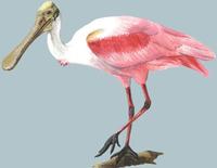 Image of: Ajaia ajaja (roseate spoonbill)