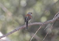 Image of: Junco phaeonotus (yellow-eyed junco)