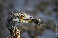 Image of: Nyctanassa violacea (yellow-crowned night heron)