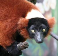 Varecia rubra - Red Ruffed Lemur