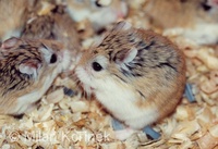 Phodopus roborovskii - Desert Hamster