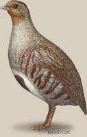 Image of: Perdix perdix (grey partridge)