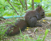 Sciurus vulgaris - Eurasian Red Squirrel