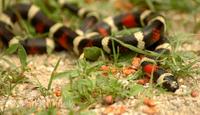 Lampropeltis triangulum campbelli - Pueblan Milk Snake