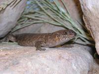 Egernia stokesii - Gidgee Skink