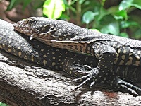 Varanus indicus - Mangrove Monitor