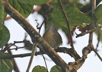 Grey-cheeked Tit Babbler - Macronous flavicollis