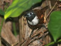 White-bibbed Babbler - Stachyris thoracica