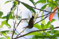 Yellow-eared Spiderhunter - Arachnothera chrysogenys