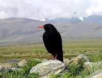 Red-billed Chough - Pyrrhocorax pyrrhocorax