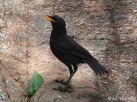 Malayan Whistling Thrush - Myophonus robinsoni