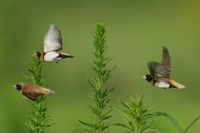 Chestnut breasted Mannikin