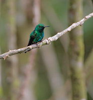 Garden Emerald (Chlorostilbon assimilis) photo