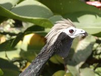 Blue-throated Piping-Guan - Pipile cumanensis