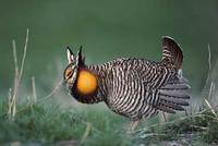 Greater Prairie-Chicken (Tympanuchus cupido) photo