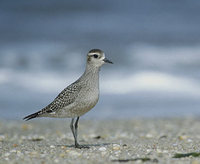 American Golden-Plover (Pluvialis dominica) photo