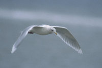 Iceland Gull (Larus glaucoides) photo