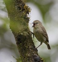 Woodpecker Finch (Camarhynchus pallidus) photo