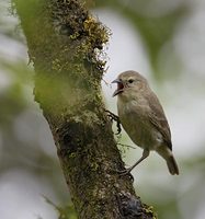 Woodpecker Finch (Camarhynchus pallidus) photo