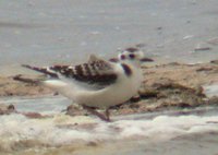 Little Gull - Larus minutus