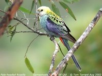 Pale-headed Rosella - Platycercus adscitus