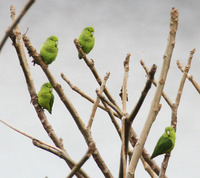 Mexican Parrotlet - Forpus cyanopygius