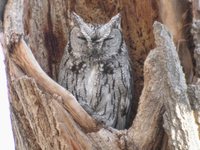 Western Screech-Owl - Megascops kennicottii