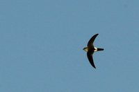 Antillean Palm-Swift - Tachornis phoenicobia