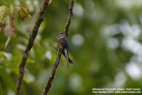 Whiskered Treeswift - Hemiprocne comata