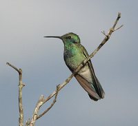 White-vented Violet-ear - Colibri serrirostris