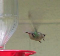 Broad-billed Hummingbird - Cynanthus latirostris