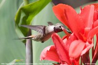 Oasis Hummingbird - Rhodopis vesper