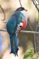 Cuban Trogon - Priotelus temnurus