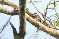 Brown-banded Puffbird - Notharchus ordii