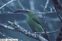 Groove-billed Toucanet - Aulacorhynchus sulcatus