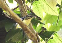 Mustached Antwren - Myrmotherula ignota