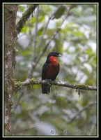 Red-ruffed Fruitcrow - Pyroderus scutatus