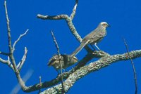 Chalk-browed Mockingbird - Mimus saturninus