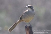 California Thrasher - Toxostoma redivivum